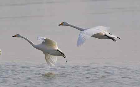 颐和园的一对鸟儿