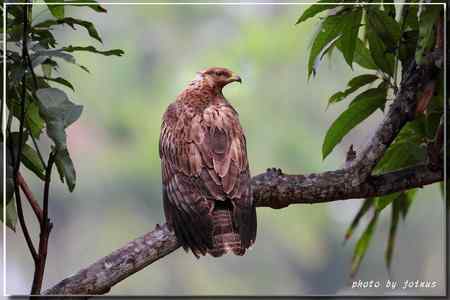 2010雨中的蜂鷹【美图】