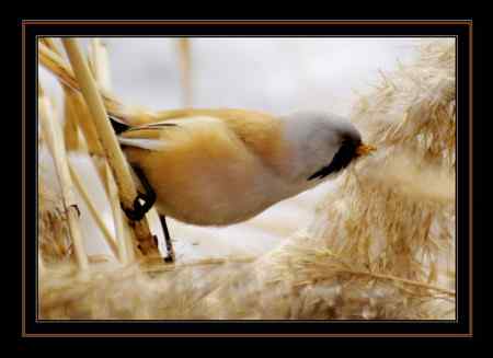 文须雀，为之守候多天