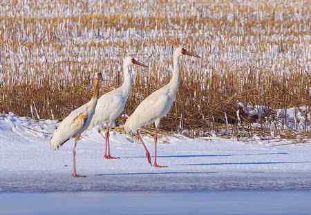 阳春三月莅临盘锦的白鹤