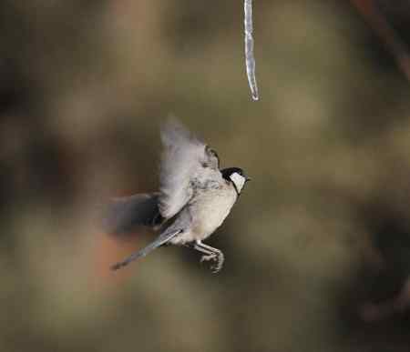 大山雀完美悬飞吃冰棍！