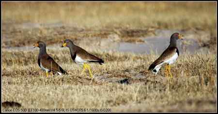 灰头麦鸡 向海自然保护区