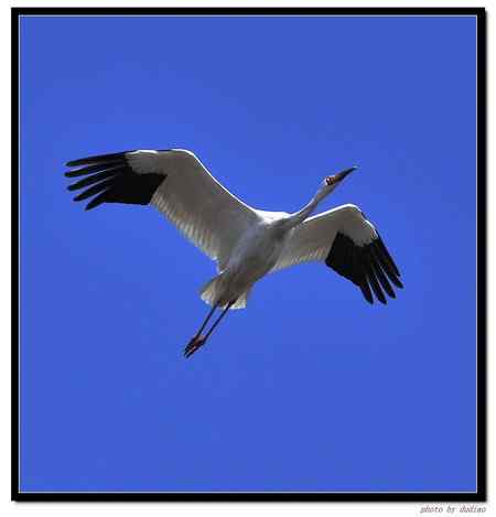 卧龙湖的“主人”