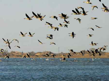 鸿雁的“诺曼底登陆”