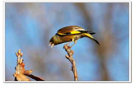 不知名的鸟在接吻!!!