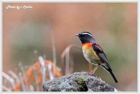 阿里山鴝(栗背林鴝) 台湾特有鸟类