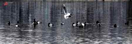 长春 伊通河水 拍鸟