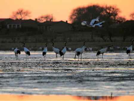 46只丹顶鹤来到科尔沁草原