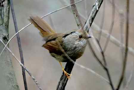 四种不易分辨的雀鹛