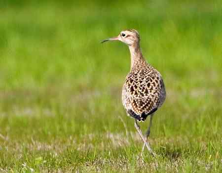 小杓鷸 上海的罕见贵客