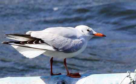 求教海鸥种类(7p) 求教海鸥种类(7p)