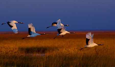 余辉洒浴伴鹤翔