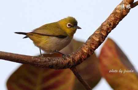 随团出游在台湾拍的鸟