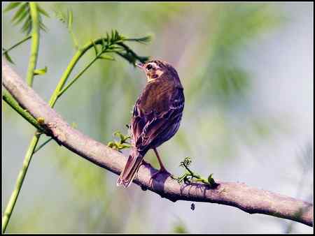 今天收获颇多 发几张综合鸟图 请拍砖！