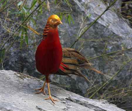 下午5点以后去找“鸡”