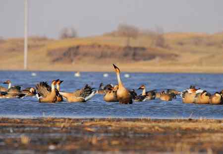 绅士风度的鸿雁 争执觅食地盘