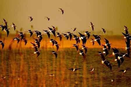 一组黑翅长脚鹬