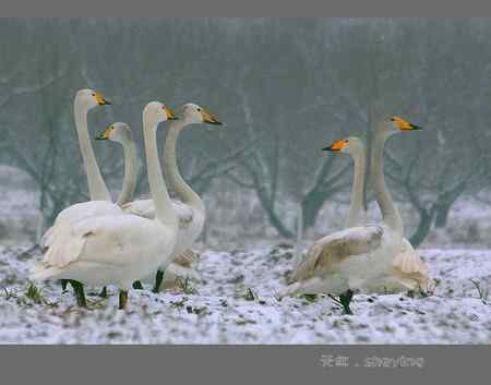 大年初二拍雪鹅