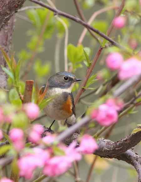 花枝上的靓女俊男（雌雄红胁蓝尾鸲）