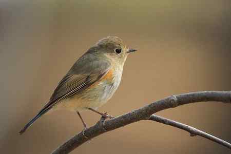 红尾巴鸟钻进灌木丛:灰头鹀回来了! 红尾巴鸟钻进灌木丛:灰头鹀回来了!