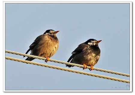 不知名的鸟在接吻!!!