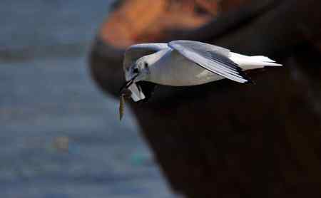 红嘴海鸥觅食图