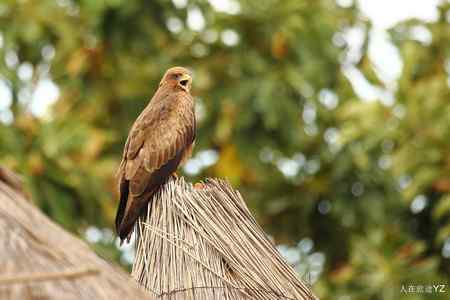 起早了，好困啊！！！