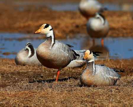 草海斑头雁魅力高清晰组图