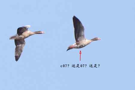 腹部印有编号的灰雁，恶作剧？