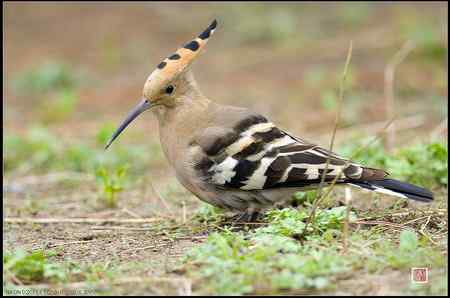 今天的戴胜（基本原画幅）