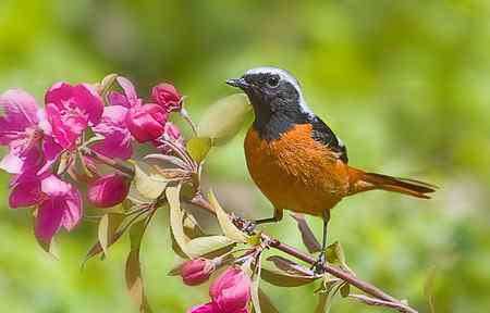 北红(北红尾鸲)恋海棠