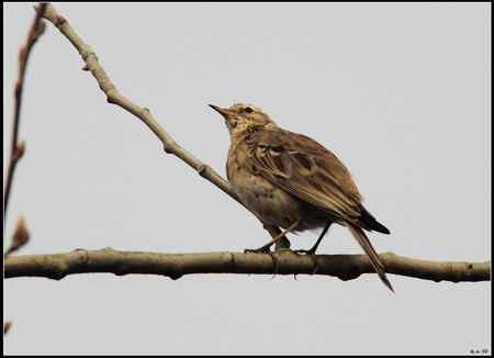 陕西观鸟会铜川观鸟,拍鸟印象 陕西观鸟会铜川观鸟,拍鸟印象