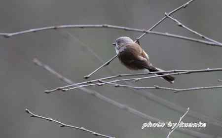 银脸（长尾）山雀