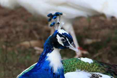 鸟的眼睛好美丽