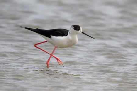 补拍黑翅长脚鹬