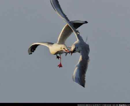 天福野鸟摄影  回放