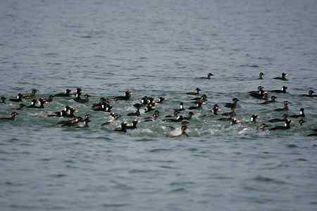 斑头海番鸭之探索片 斑头海番鸭之探索片
