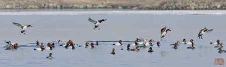 浑河初开丽鸭来红头潜鸭