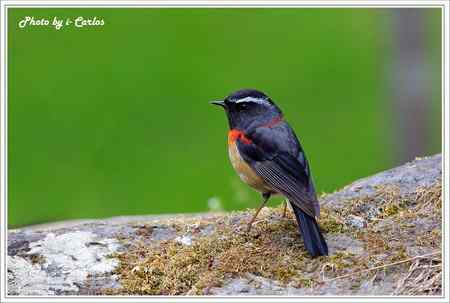 阿里山鴝(栗背林鴝) 台湾特有鸟类