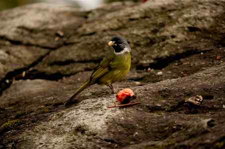 领雀嘴鹎的食姿