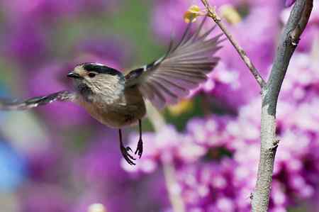 多姿多彩银喉长尾山雀