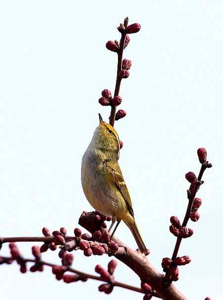 清明节的常见鸟!