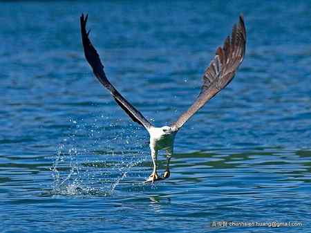 海上霸者 白腹海雕