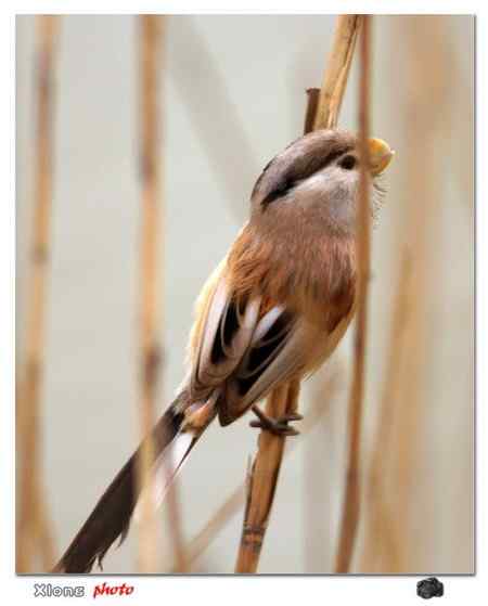 盐城滩涂的震旦鸦雀