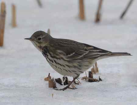 鸟类辨识：水鹨和黄腹鹨