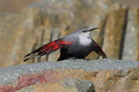 收获红翅旋壁雀