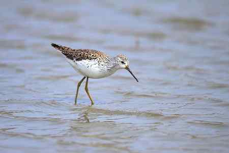 首次春季拍泽鹬