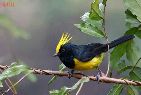 广西弄岗冕雀