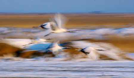 一组慢速拍摄的丹项鹤。