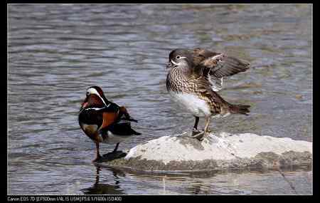 鸳鸯做自由体操